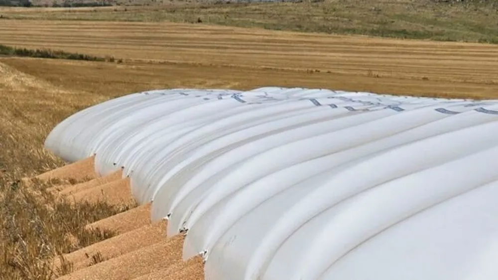 el-silobolsa-del-productor-tandilense-atacado-jabalies-el-eco-