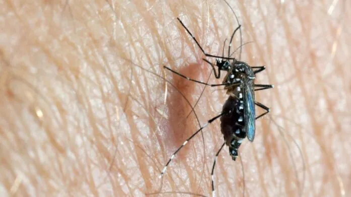 mosquito-dengue-696x391